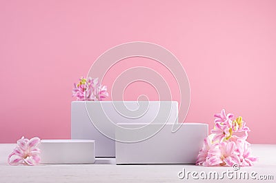 Spring gentle mockup with three white podiums for showing cosmetic product with hyacinth flowers and soft light pastel pink. Stock Photo