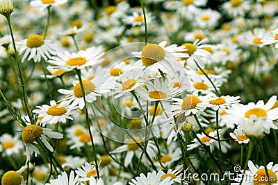Spring glade of blooming wild daisies Stock Photo