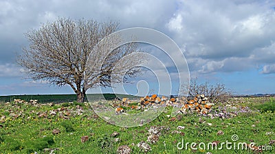 Spring at the Golan heights Stock Photo