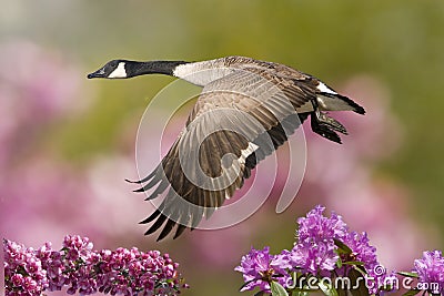 Spring Goose In Flight With Crab Apple Stock Photo