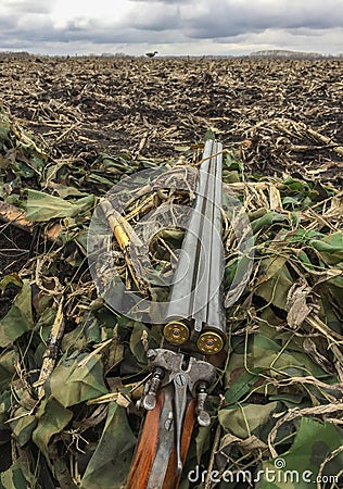 Spring goose hunting, hunting rifle loaded with ammunition lies on a camouflage net shelter in a corn field Stock Photo