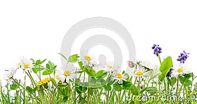 Spring grass and daisy wildflowers isolated background Stock Photo