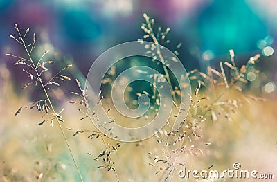 spring grass flower with colorful bokeh Stock Photo