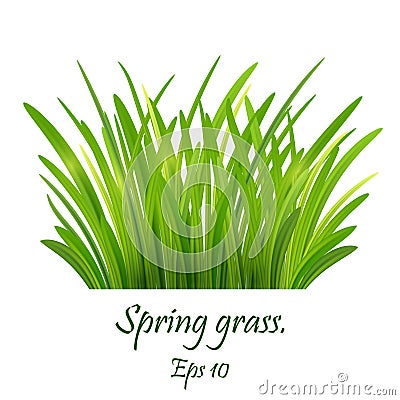 Spring grass,Lawn. Green Grass Isolated on white background, tuft of grass, fresh spring grass, panoramic view Eps 10 Vector Illustration