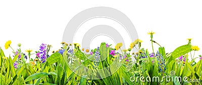 A spring grass and wild flowers isolated on white background Stock Photo