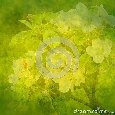 Spring green background with apple flowers Stock Photo