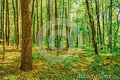 Spring Green Deciduous Forest Woods. Spring Nature Stock Photo