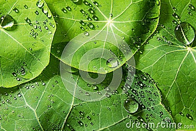 Spring green dewy leaves Stock Photo