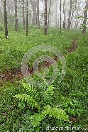Spring greens, foggy forest, North Carolina Stock Photo