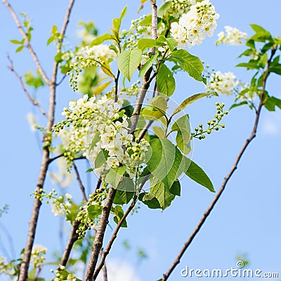 Spring greeting card, blossom bird cherry. Stock Photo