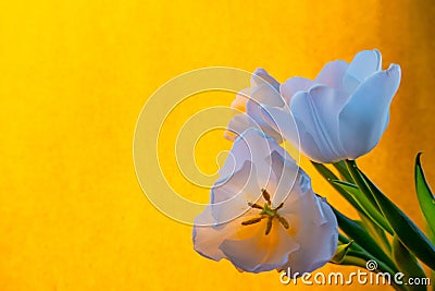 white tulip on a orange background Stock Photo