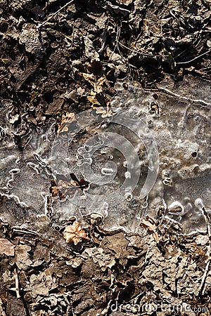 Spring ground covered with thawing snow Stock Photo