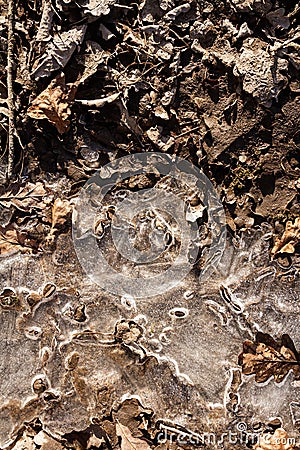 Spring ground covered with thawing snow Stock Photo