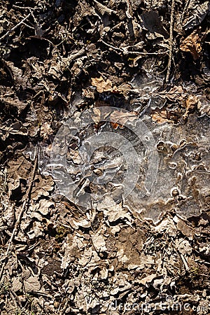 Spring ground covered with thawing snow Stock Photo