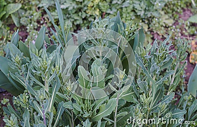 tumor growth buds Stock Photo