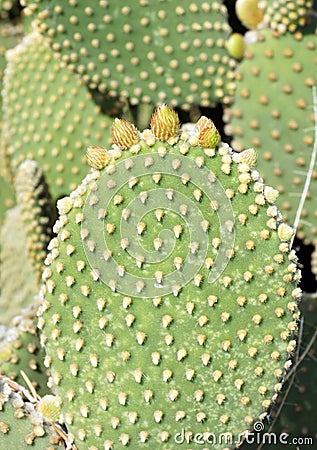 Spring growth on a bunny ears cactus Stock Photo