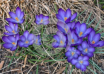 Spring has arrived!- Crocuses Stock Photo