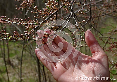 Spring. Branch with flower and leaf buds Stock Photo