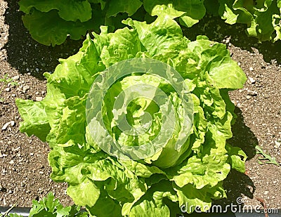 Spring Head of Lettuce Stock Photo