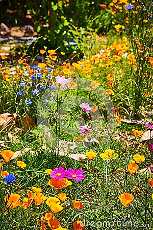 Spring of hope in variety of colorful wildflowers on bright summer day with joyous life and hope Stock Photo