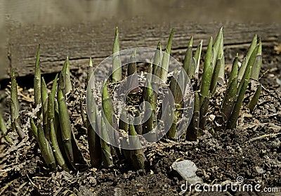 Spring Hostas in a garden Stock Photo