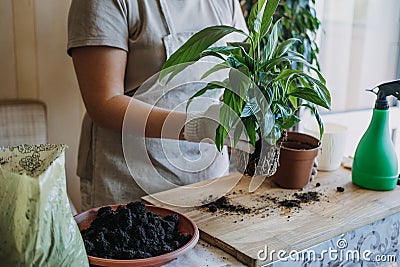 Spring Houseplant Care, repotting houseplants. Waking Up Indoor Plants for Spring. Woman is transplanting plant into new Stock Photo