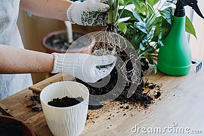 Spring Houseplant Care, repotting houseplants. Waking Up Indoor Plants for Spring. Woman is transplanting plant into new Stock Photo