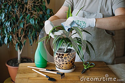 Spring Houseplant Care, Waking Up Indoor Plants for Spring. Female hands spray and washes the leaves of Dracaena Stock Photo