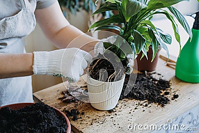 Spring Houseplant Care, Waking Up Indoor Plants for Spring. Woman is transplanting plant into new pot at home. Gardener Stock Photo
