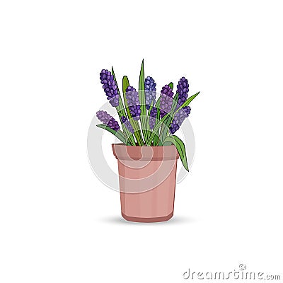 Spring hyacinth flowers with leaves and grass in a flower pot on a white background. Vector Vector Illustration