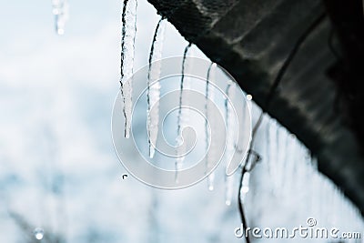 Spring icicles Stock Photo