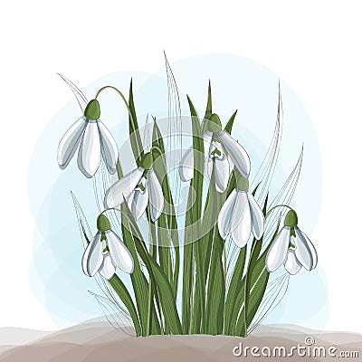 Spring illustration with snowdrop flower and leaf Vector Illustration