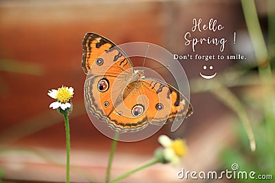 Spring inspirational quote - Hello spring. Do not forge to smile. With smiling sign emoticon and beautiful brown batik butterfly. Stock Photo