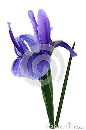 Spring Iris Stock Photo