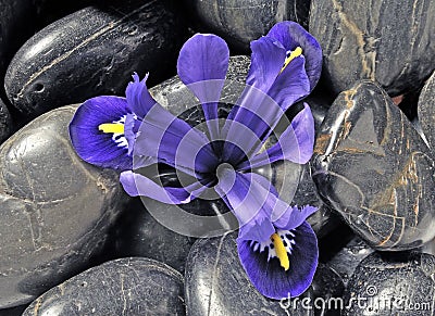 Spring iris Stock Photo