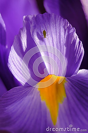 Spring Iris Macro Stock Photo