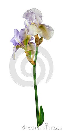 Spring irises. Flowers. Nature. Isolated on white background wit Stock Photo