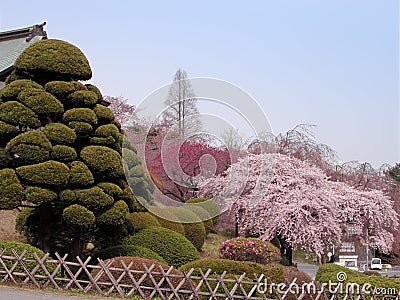 Spring Japanese garden Stock Photo