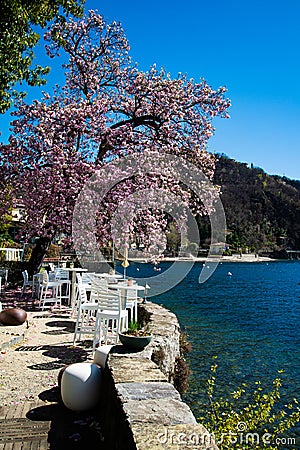 Spring at Lake - lago - Maggiore, Italy. Purple and white magnolia in full bloom Stock Photo