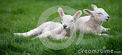 Spring Lamb Stock Photo