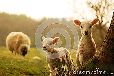 Spring Lambs Stock Photo