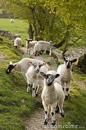 Spring Lambs Stock Photo