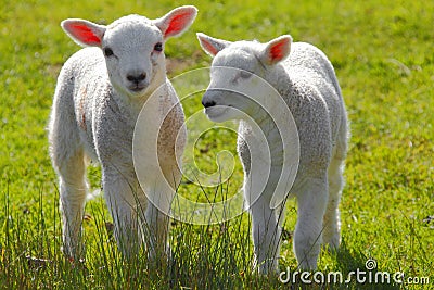 Spring lambs Stock Photo