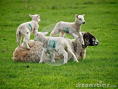 Spring Lambs Stock Photo