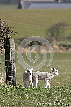 Spring lambs Stock Photo