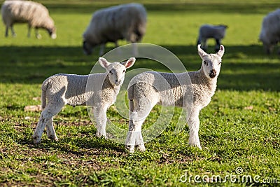 Spring Lambs Baby Sheep in A Field Stock Photo