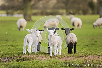 Spring Lambs Baby Sheep in A Field Stock Photo