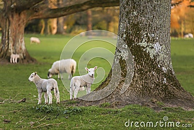 Spring Lambs Baby Sheep in A Field Stock Photo