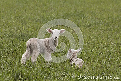 Spring Lambs Stock Photo