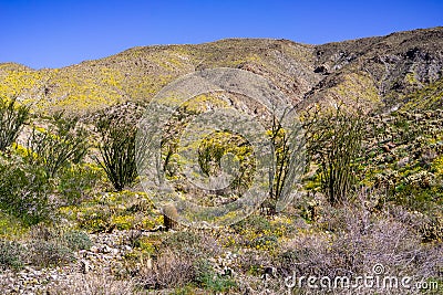 Spring Landscape in Anza Borrego Desert State Park with Ocotillos Fouquieria splendens and Pygmy poppies Eschscholzia Stock Photo